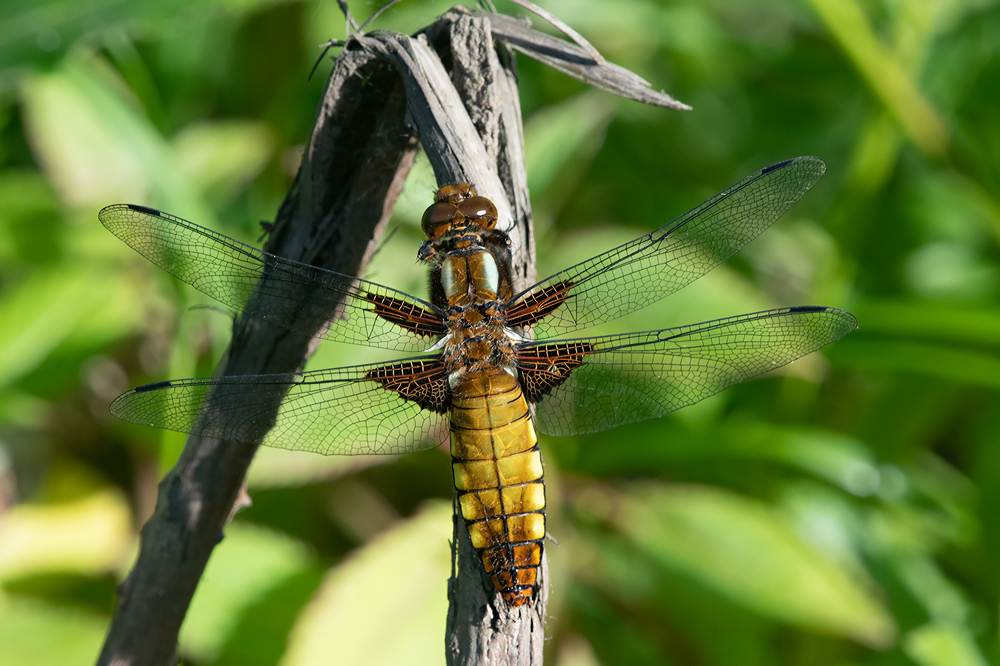 Female Broad-bodied chaser